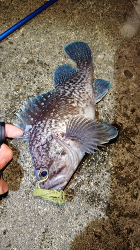 マゾイの釣果