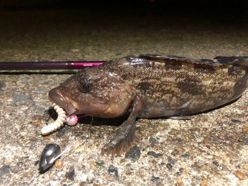 アイナメの釣果