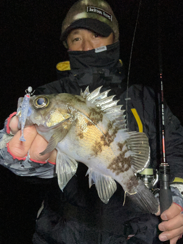 メバルの釣果