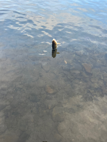 ウグイの釣果