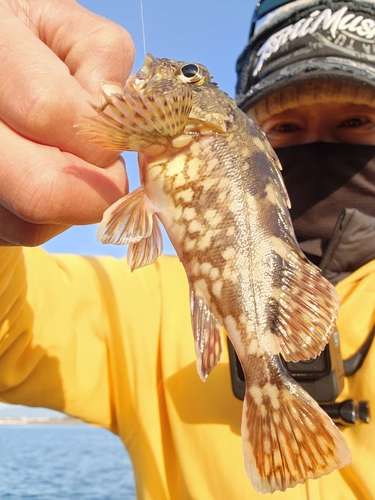 ガシラの釣果