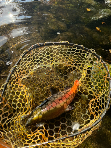 ヒメマスの釣果