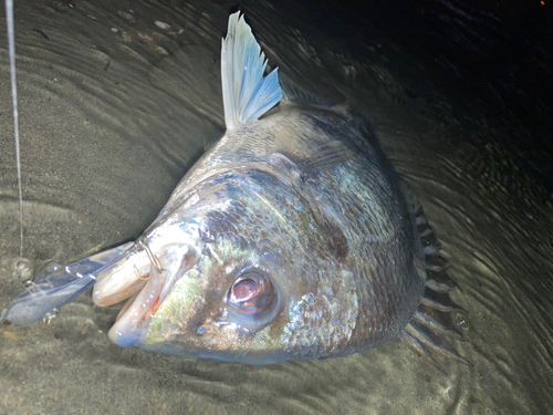 キビレの釣果