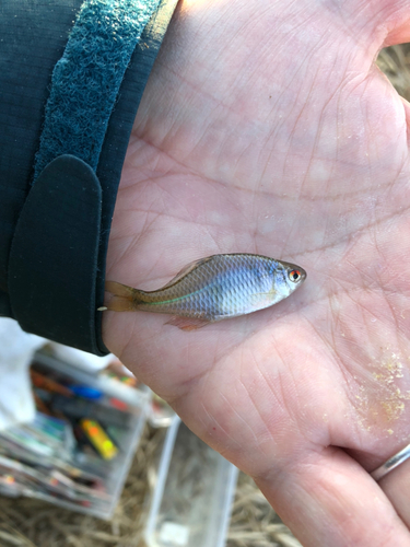 タイリクバラタナゴの釣果