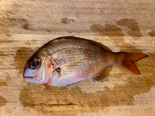 チャリコの釣果