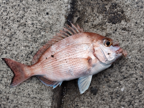 マダイの釣果