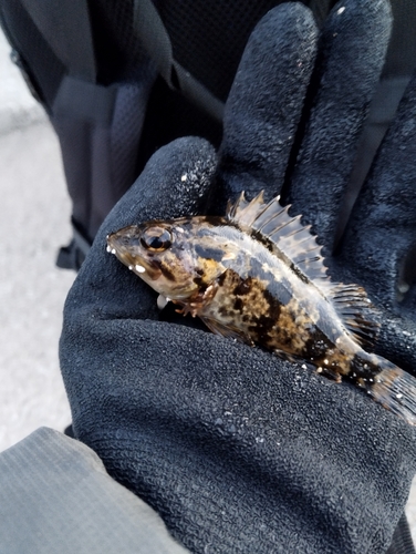 タケノコメバルの釣果