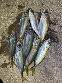 アジの釣果