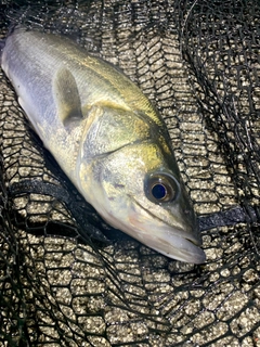 フッコ（マルスズキ）の釣果