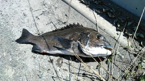 チヌの釣果