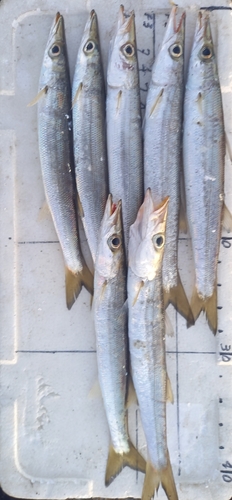 カマスの釣果