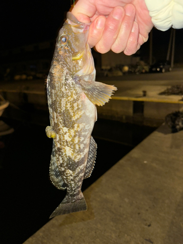 アイナメの釣果