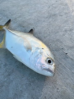 メッキの釣果