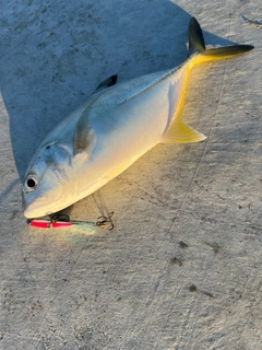 メッキの釣果