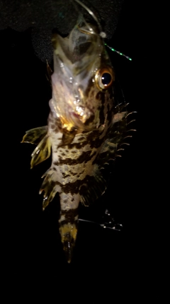 カサゴの釣果