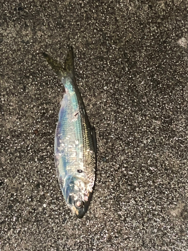 コノシロの釣果