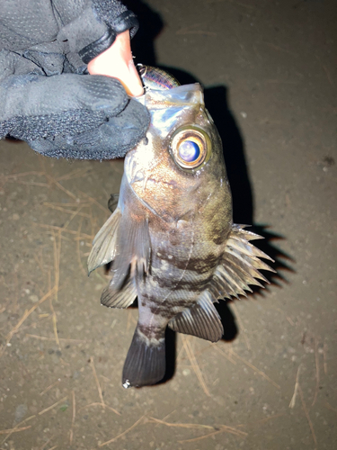 メバルの釣果