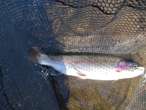 ニジマスの釣果