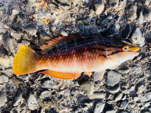 アカササノハベラの釣果