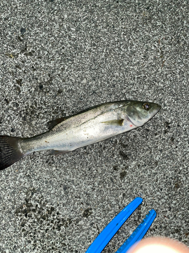 セイゴ（マルスズキ）の釣果