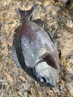 メジナの釣果