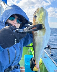 シロサバフグの釣果