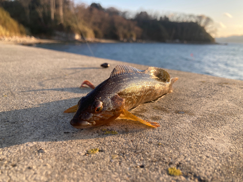 アイナメの釣果