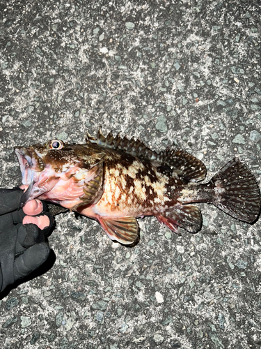 カサゴの釣果