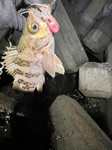 シロメバルの釣果