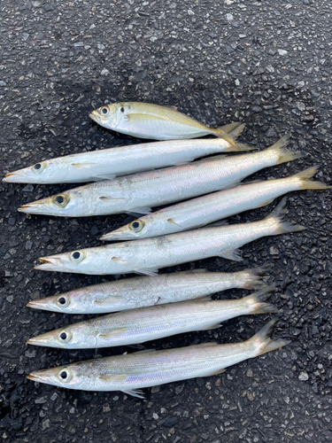 カマスの釣果