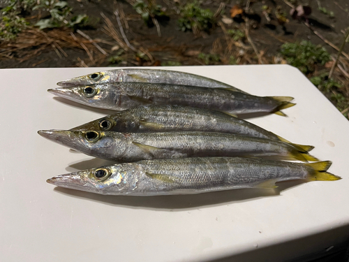 カマスの釣果