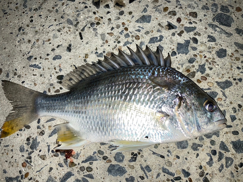 キビレの釣果