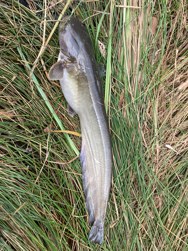 ナマズの釣果