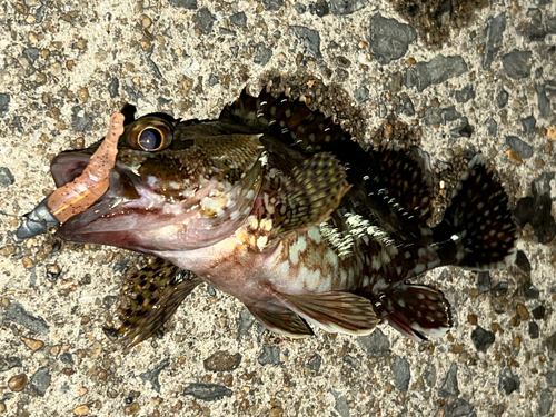 アラカブの釣果