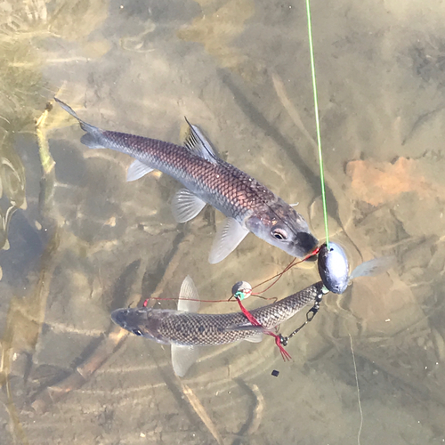 ニゴイの釣果