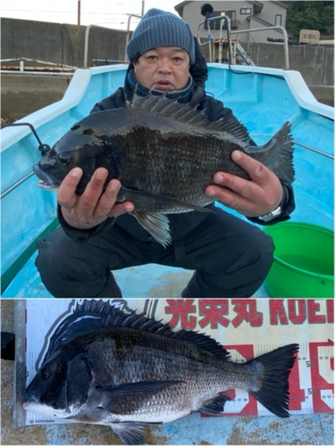 クロダイの釣果