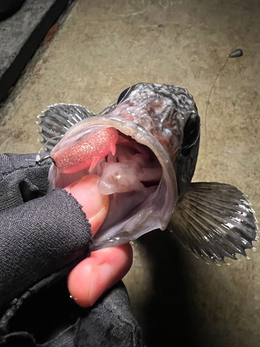 クロソイの釣果