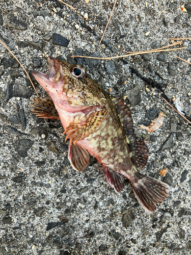 カサゴの釣果