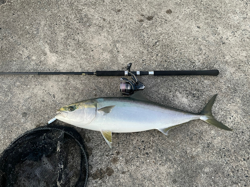 メジロの釣果