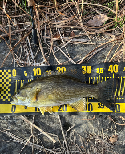 スモールマウスバスの釣果