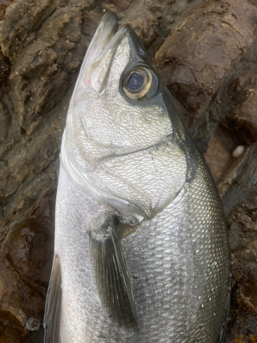 ヒラスズキの釣果