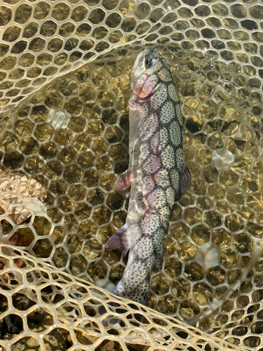 ニジマスの釣果