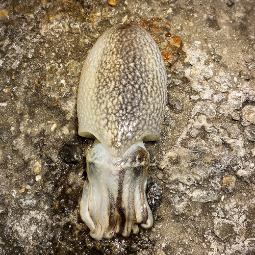 シリヤケイカの釣果