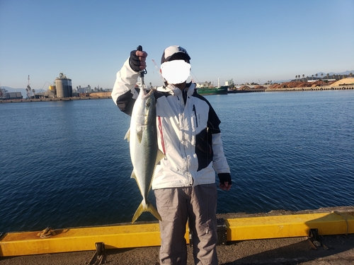 ハマチの釣果