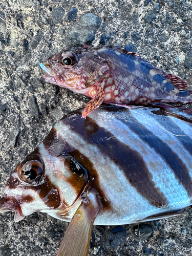 タカノハダイの釣果