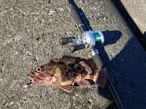 カサゴの釣果