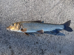 ニゴイの釣果