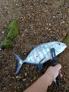 クロヒラアジの釣果