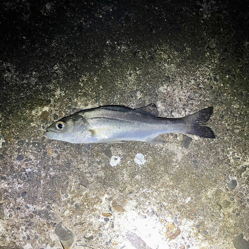 セイゴ（マルスズキ）の釣果