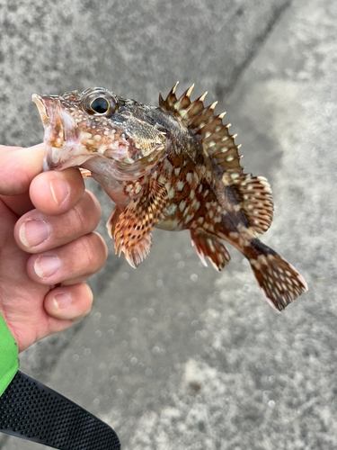 アラカブの釣果